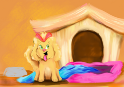 cachorrinhaestudo