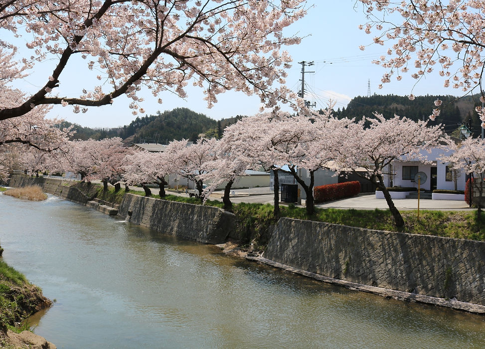 大滝根川の両岸に続く桜並木