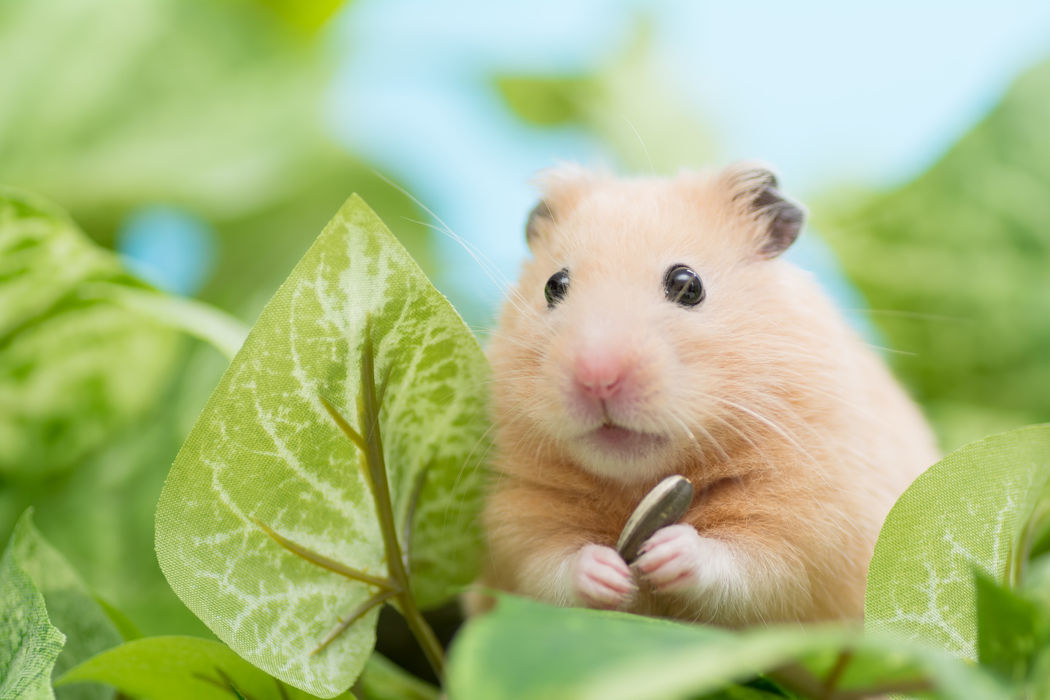 ハムスター