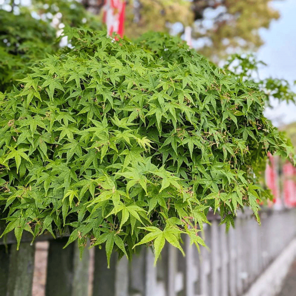 青紅葉