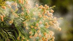 花粉