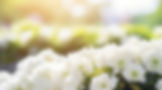 菊の花