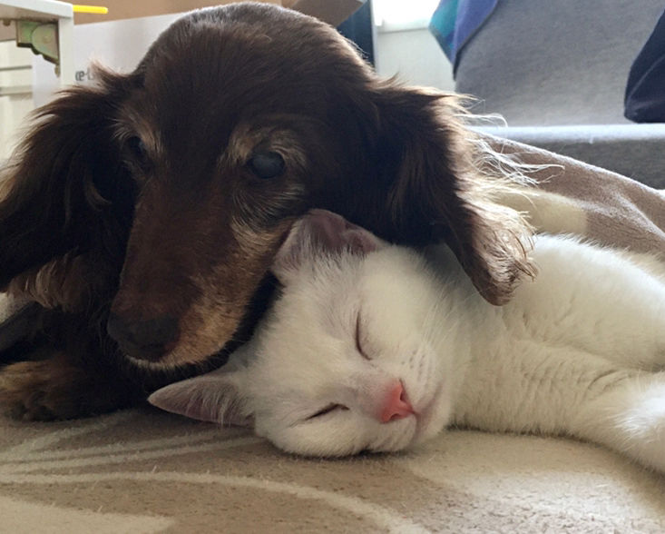 犬と猫