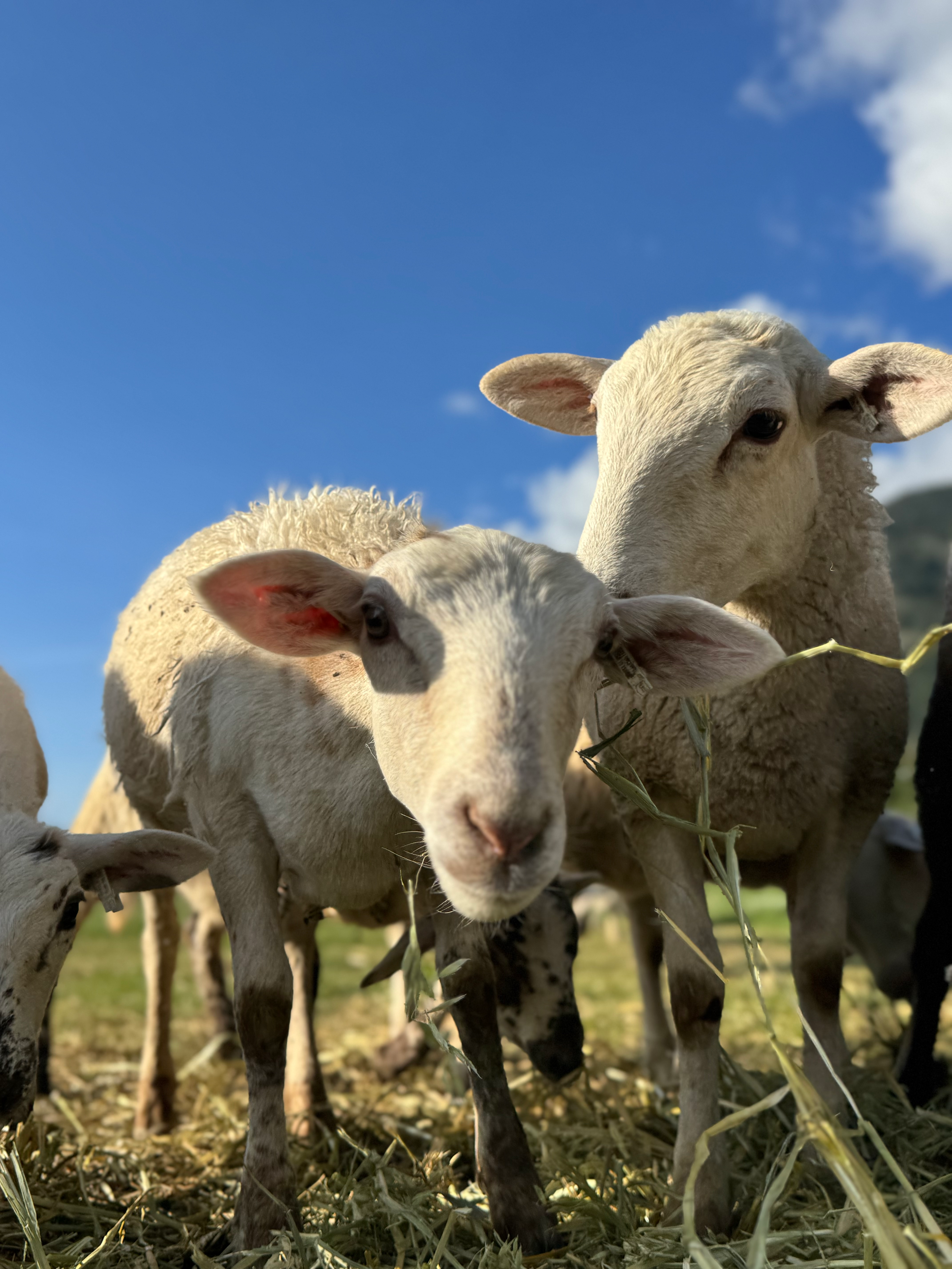 Katahdin Feeder Lamb Reservation Deposit