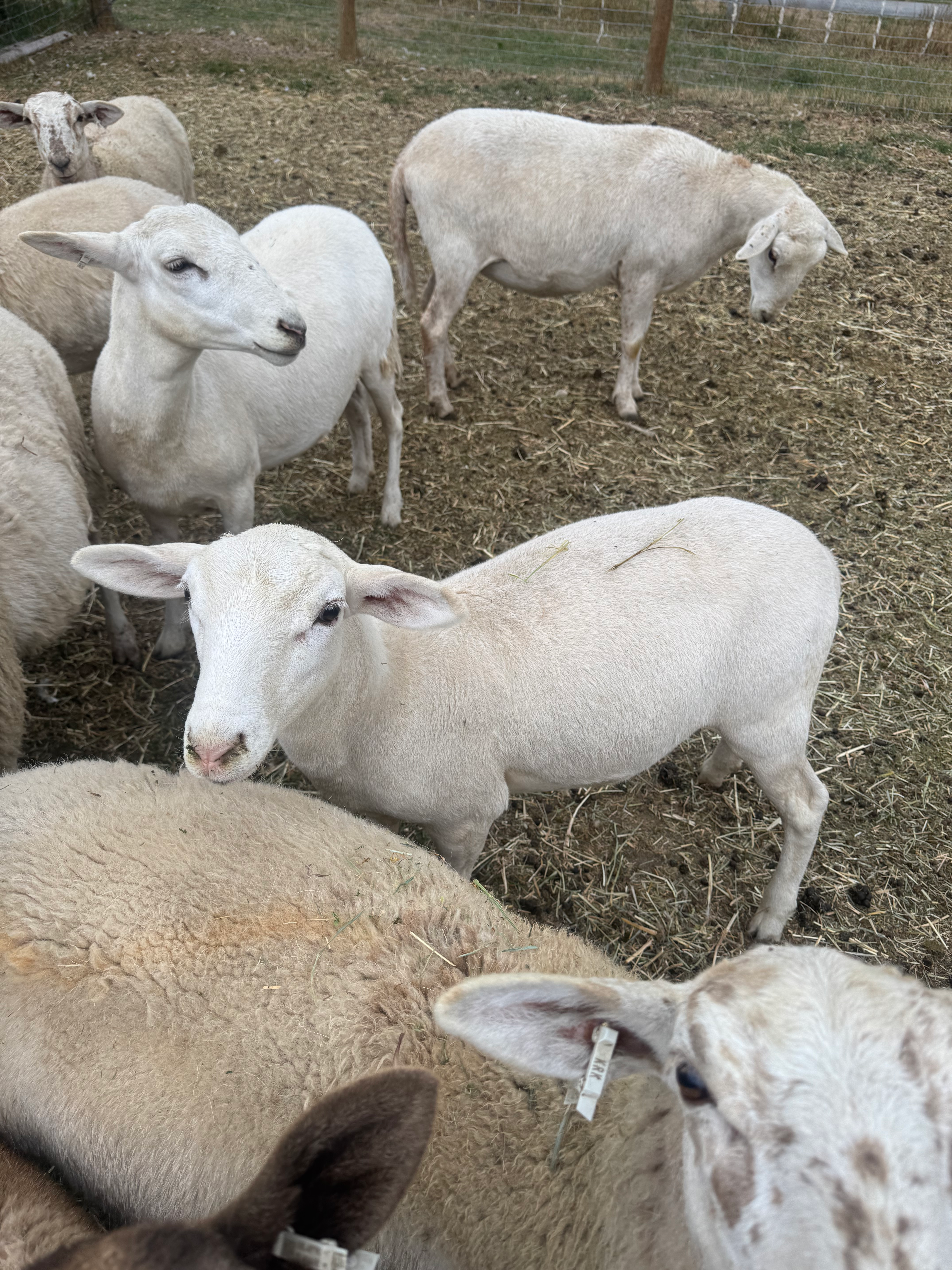 Katahdin Hair Sheep — Homestead Starter Flock