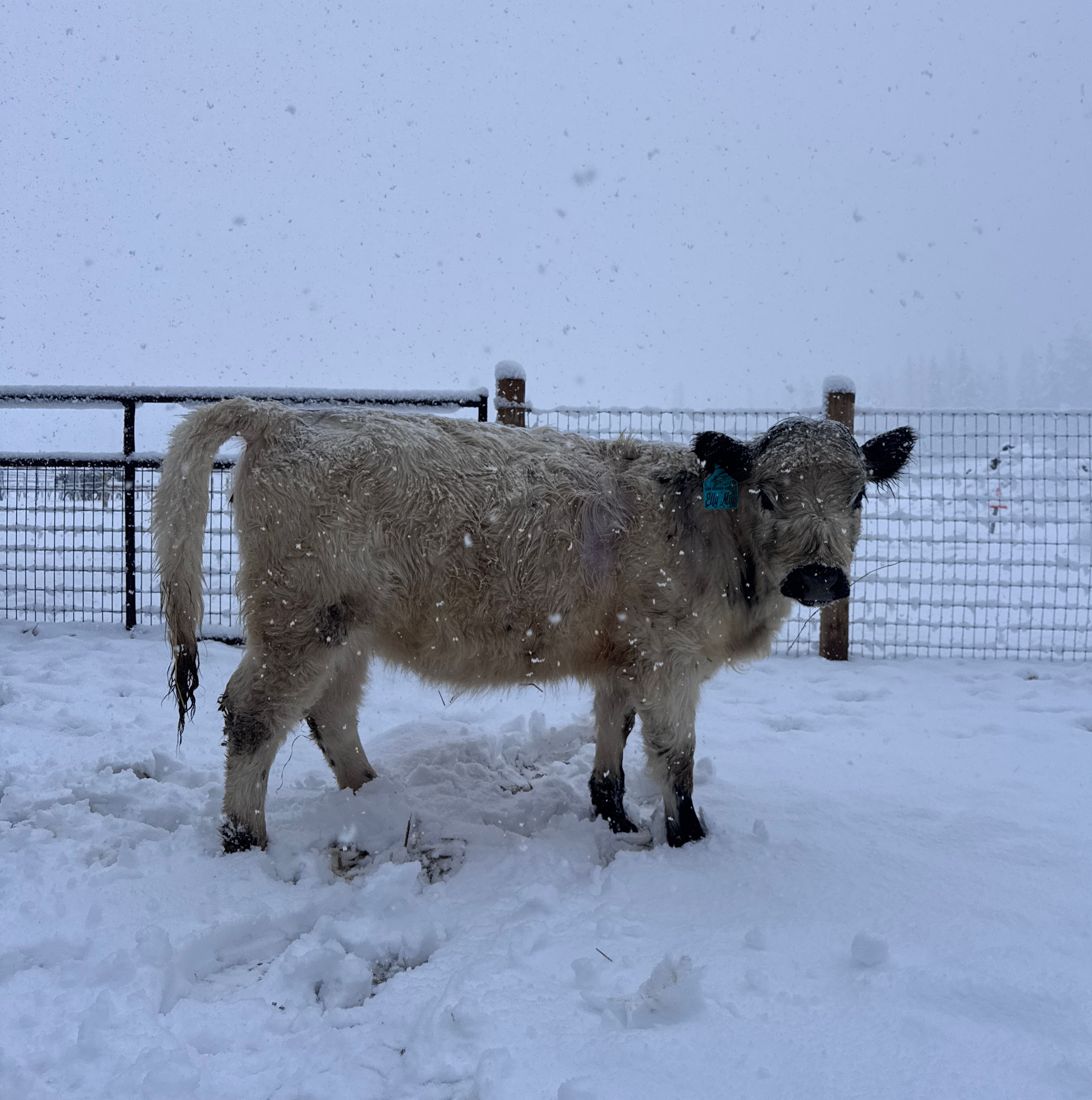 HighPark Cattle Reservation Deposit