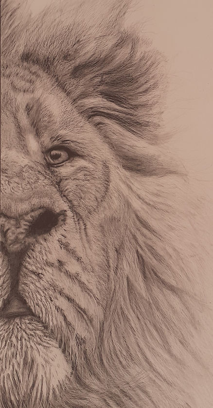 This is a beautifully detailed drawing of a male lion from the front. Only the right side of his face is rendered in fine detail. He has a warm and tender expression