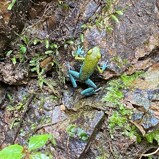 Green Strawberry Poison Dart Frog