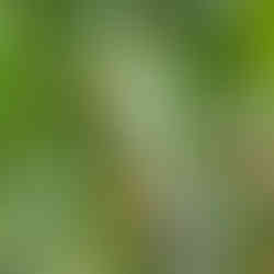 Red-Eyed Tree Frog