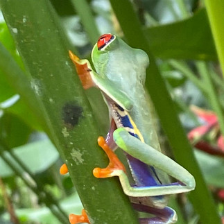 Red-Eyed Tree Frog
