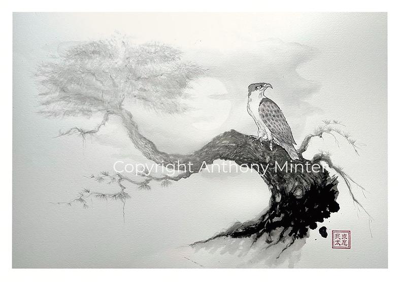 framed hawk_edited.jpg