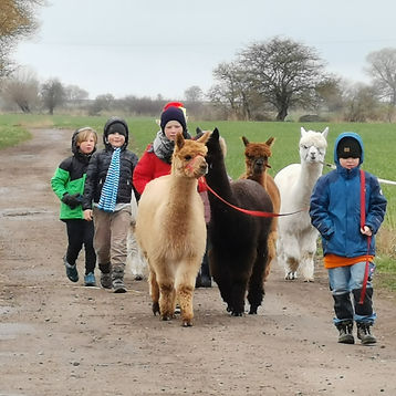 Meet & Walk, Schnupperstunden mit Alpakas auf Fehmarn