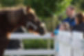 Ponys auf dem Ferienhof