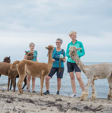 Alpakawanderung Sunny Island Alpacas Fehmarn_HD-129.jpg