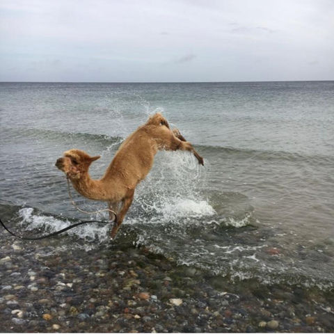 Alpakawanderungen bei den Sunny Island Alpacas