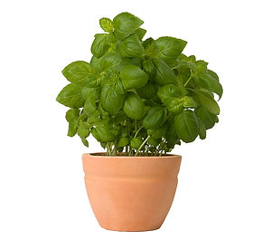 Basil Plant