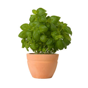 Growing Basil