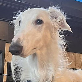 Not too long after I got adopted, Rory and I got another surprise - we got another new brother Nigel!  He came all the way from Ukraine from a soldier and I came from an American soldier so we had a lot in common to begin with