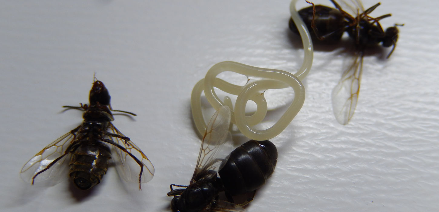 Lasius cf. niger interestingly (other) mermithogyne and nematodes ...