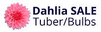 dahlia tuber logo.jpeg