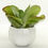 Thumbnail: Potted Plant