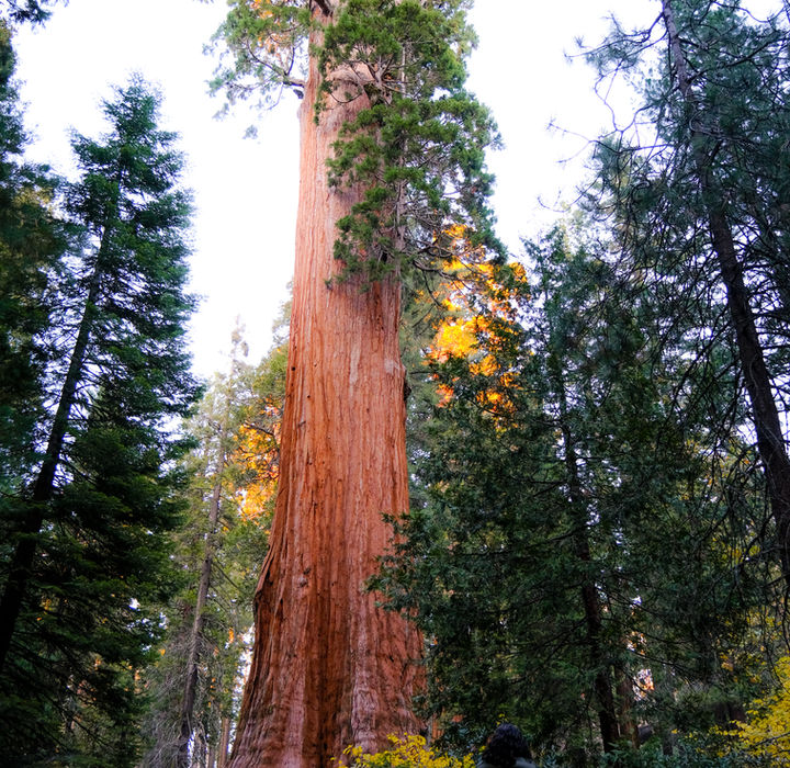 A person standing at the base of a towering sequoia tree