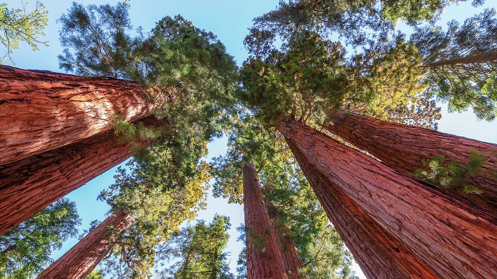Looking up at giant sequoia trees in Sequoia National Park, California