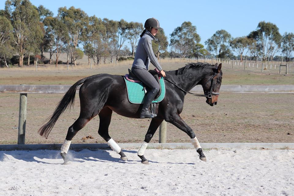 Thumbnail: Shory Park Hello Maggie (Turtle)