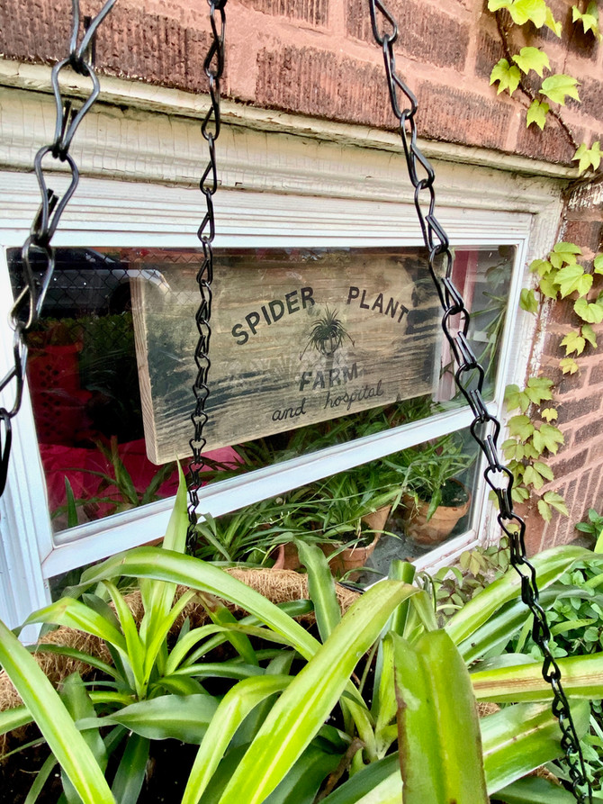 Spider Plant Farm + Plant Hospital