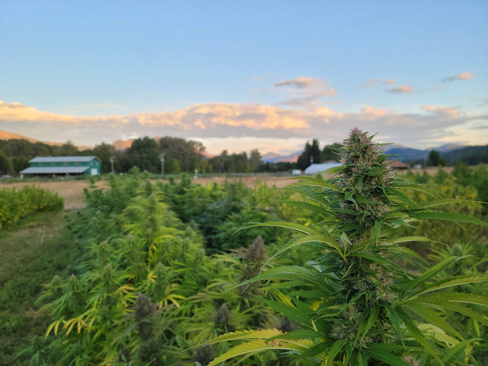 Farm View