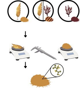 abalone 3.png