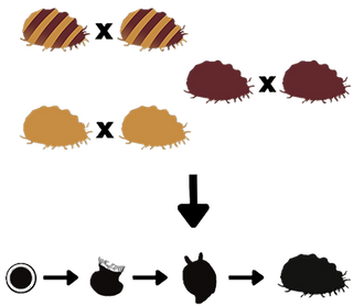 abalone 4.png