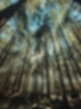 Trees in sunlight