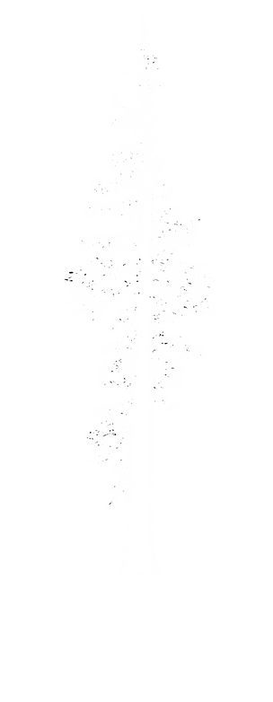 old growth fir - transparent - xt.png