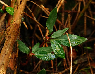 Firvanna U4 - 25.jpeg