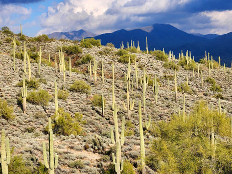 Saguaro Cactus in Cave Creek Regional Park