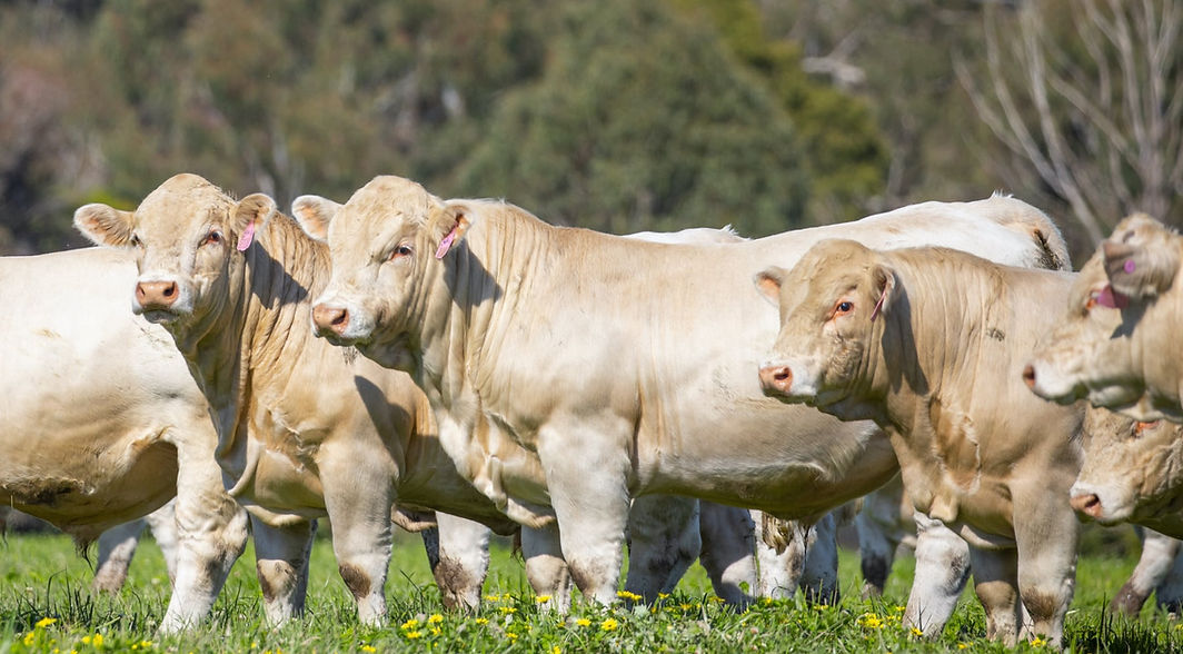 Charolais.jpg