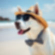 white lab husky on the beach with a big bowtie on his collar, a hat and sunglasses.jpg