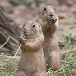 Two prairie dogs eating grass stems - clickable icon to Media and Films page