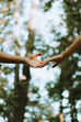 Hands