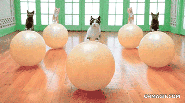 Cats Exercising