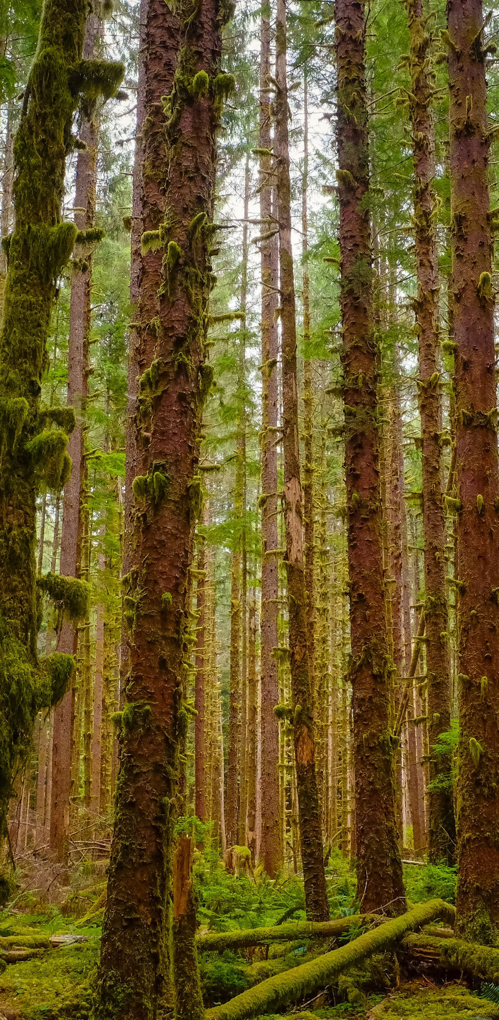 olympic national park forest