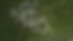 vlcsnap-2026-06-05-17h00m25s105.png