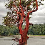 madrona tree.jpg