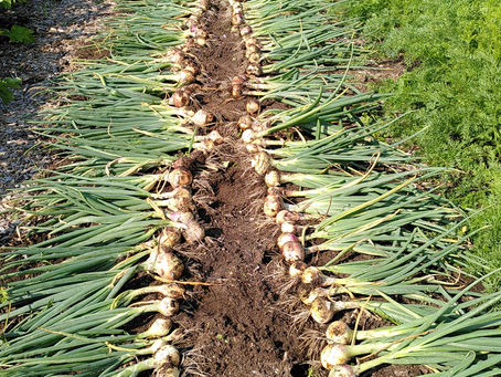 Dës Woch am Geméiskuerf - N°19 2021