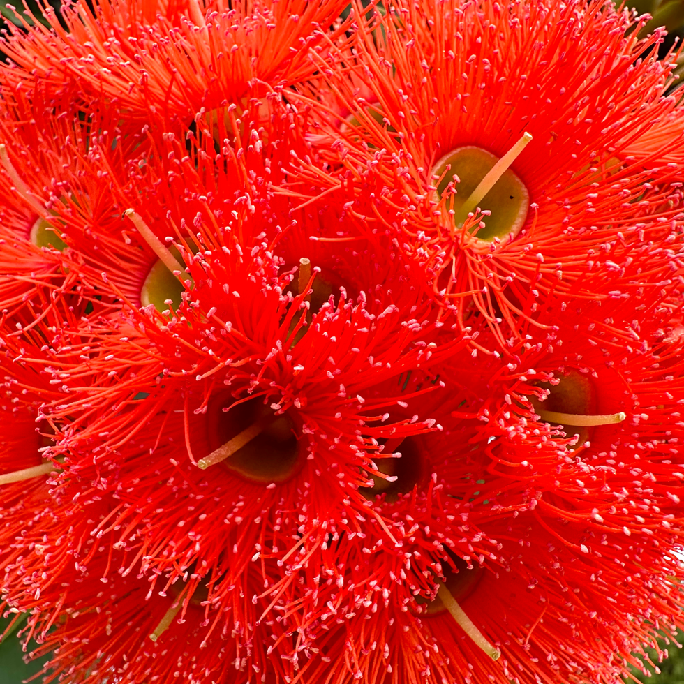 Flowering Gum