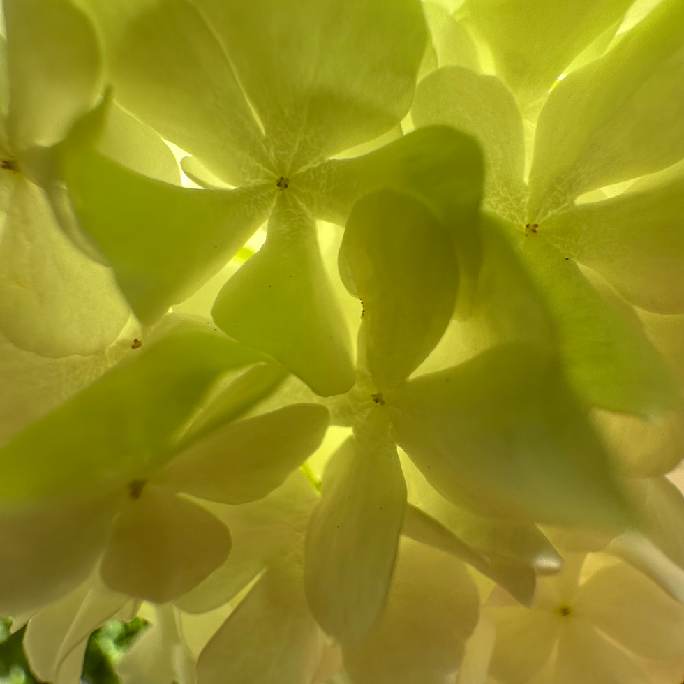 Botanical art