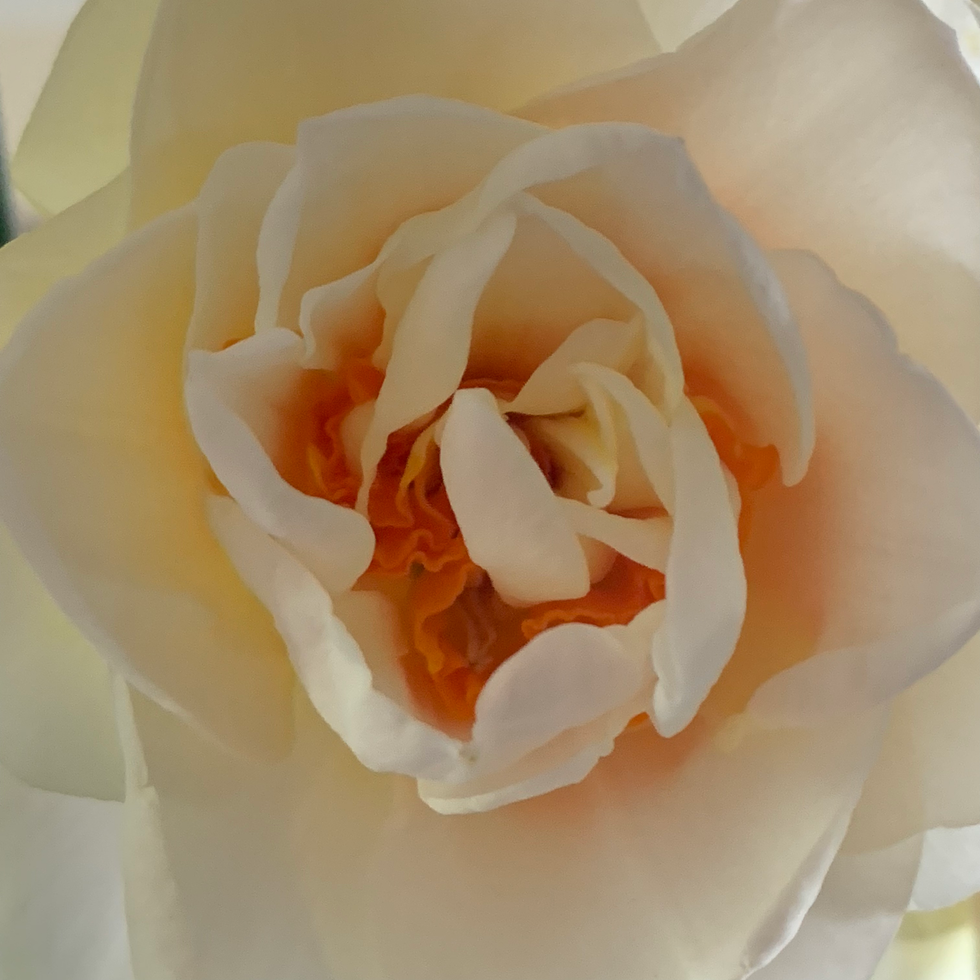Narcissus ‘Flower Drift’