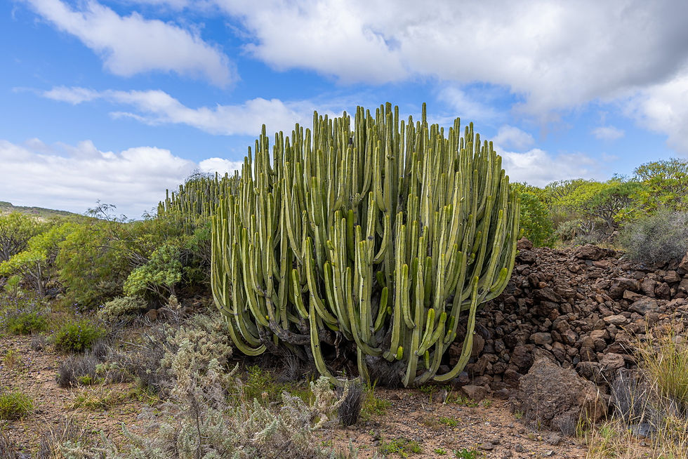 IMG_8421 Euphorbia canariensis cardon.jpg