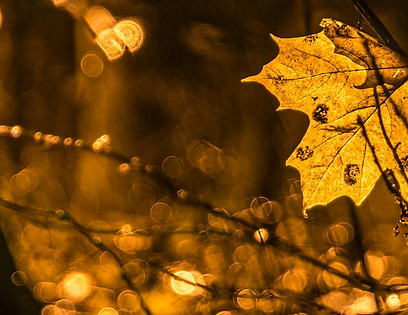 Autumn The Season of Transition.png